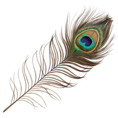 Obraz premium Single Peacock Feather, Isolated on Transparent Background, High-Resolution Image, Avian, Nature, peacock feather, plumage, bird feather