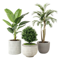 Fototapeta premium Three Potted Plants Bird of Paradise, Palm, and Boxwood, Isolated on Transparent Background, 3D Render, Potted Plants, Houseplants, Plant rendering, 3D model