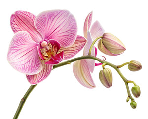 orchid flower isolated on transparent background