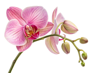 orchid flower isolated on transparent background
