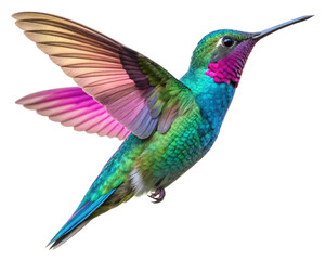 colorful hummingbird isolated on transparent background