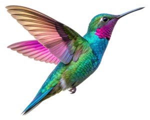 colorful hummingbird isolated on transparent background