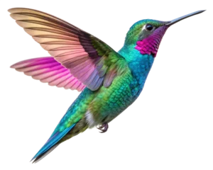 Fotobehang Vogel colorful hummingbird isolated on transparent background  © Suplab_Designer