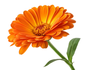 orange marigold flower isolated on transparent background 