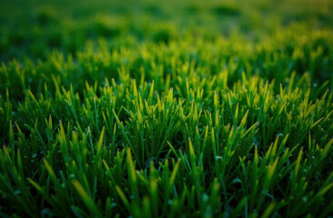 Macro Photo Green Grass With Space For Your Product Or Box, Sunny Day, Green Lawn background