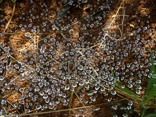 Spider web filled with drops of water after rain, in a forest in the rural region of Três Barras, municipality of Serro, Minas Gerais, Brazil.
