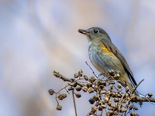 ハゼの実を食べに来たルリビタキ