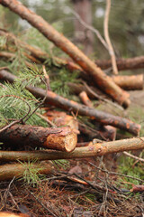 Cutting pine branches, forest. Cut pine branches in a green forest, close-up. Concept of cutting down trees. Trimming branches that interfere with wires. Pile of cut green pine branches