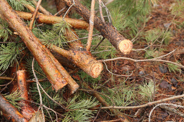 Cutting pine branches, forest. Cut pine branches in a green forest, close-up. Concept of cutting...