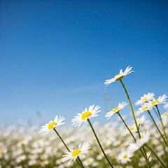 field of daisies