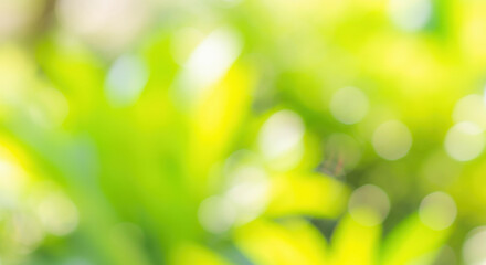 Obraz premium Vibrant Blurred Abstract Green and Yellow Bokeh Background with Nature Elements