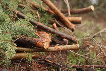 Cutting pine branches, forest. Cut pine branches in a green forest, close-up. Concept of cutting down trees. Trimming branches that interfere with wires. Pile of cut green pine branches