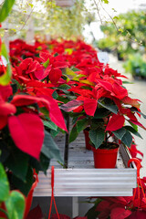 Bright potted flowers in a beautiful flower exposition