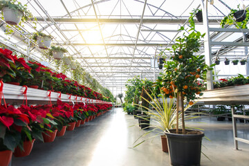 Exposition of beautiful flowers with red flowers in a row