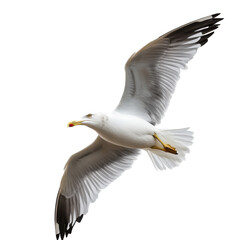 Obraz premium Seagull soaring through the sky with wings outstretched and a clear background enhancing its graceful flight, Seagull in flight isolated on a transparent background