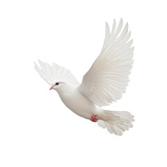 Obraz premium Elegant white dove soaring gracefully against a pure Transparent background in serene atmosphere, White Dove PNG background
