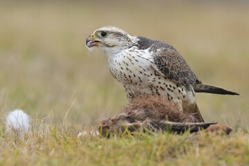 Saker falcon Falco cherrug wildlife prey nature predator beautiful animal beautiful sighting...