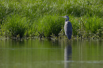 gray heron in the lake, Grey heron wading at a sunny day, Grey heron looks to the left, bird in shallow water, creeping grey heron, nice reflection in the lake, sunny day, grassland, reeds