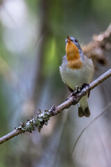 Red-breasted Flycatcher 