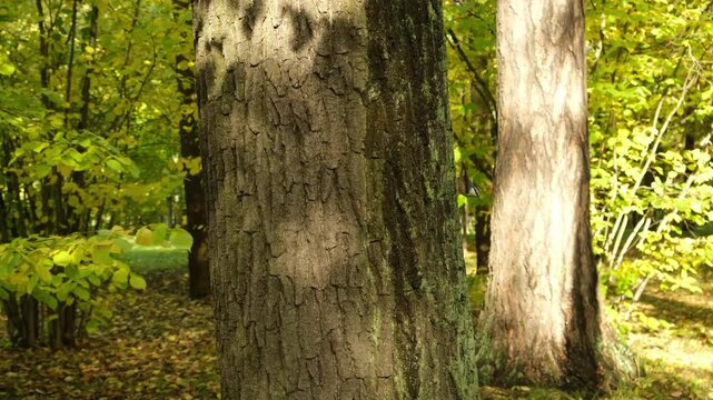 a small bird on a tree trunk in an autumn forest