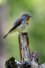 Red-breasted Flycatcher 