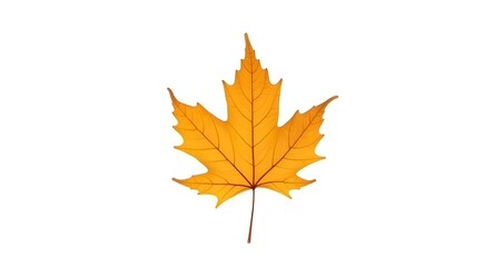 Fototapeta premium Autumn Maple Leaf
