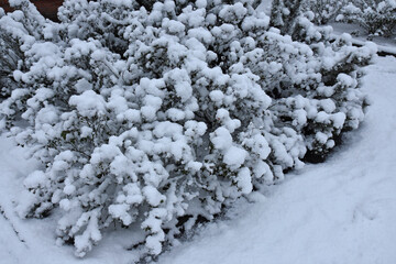 Snow-covered plants in the garden in winter