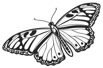 butterfly isolated on white