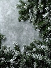 Obraz premium pine branches covered with snow