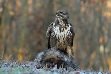 Common buzzard Buteo buteo wildlife prey nature predator beautiful animal beautiful sighting...