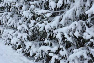 Snow-covered plants in the garden in winter