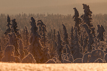 Snow-covered forest in Sweden at sunset creates a serene winter landscape