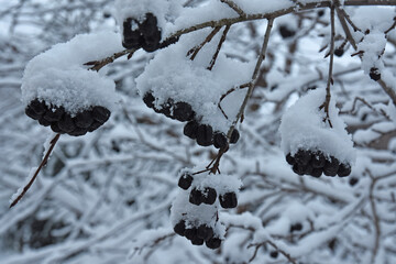 Snow-covered plants in the garden in winter
