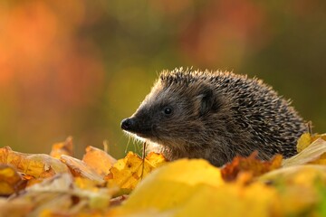 Northern white-breasted hedgehog erinaceus roumanicus inhabitant of dry lowland deciduous forest, scrub, gardens, villages, cities, and parks, food is insects, snakes, frogs, lizards, and bird eggs © Jan Novak