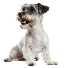 Schnauzer dog sitting on white background with an inviting expression and attentive posture, English ter dog isolated on white background