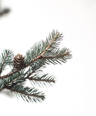 tree branches with cones