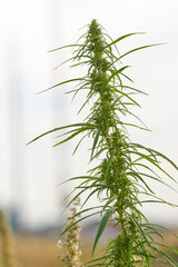 Cultivation of industrial hemp - waste-free production. A close-up of the crop before harvest.