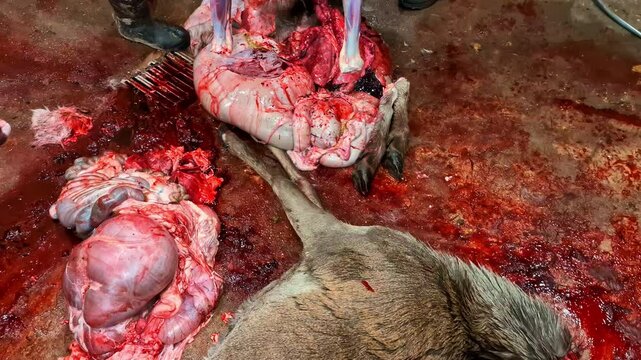 A dead deer lying on the ground with exposed organs after being gutted outdoors
