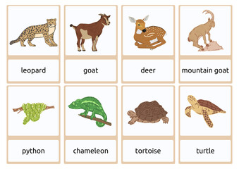 Biology Animals Flashcards in Colorful Illustrative Style - 2