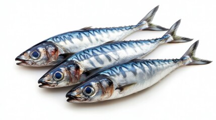 Freshly Caught Mackerel Fish on a White Background Displaying Freshness