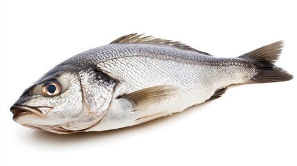 Fototapeta premium Fresh Whole Fish on White Background Ideal for Culinary Displays