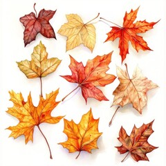 Fototapeta premium Autumn Maple Leaves Collection, White Background, Fall Design