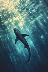 Obraz premium shark swimming in the sea. Selective focus.
