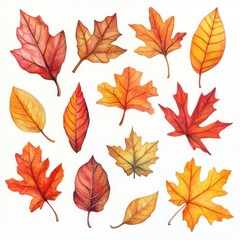 Autumn leaves collection, watercolor style, white background, fall design
