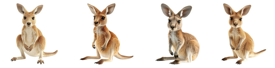 Fototapeta premium Baby kangaroo toys isolated on transparent background, PNG, Set of