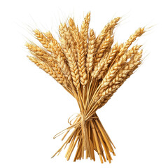 Fototapeta premium Bunch of wheat ears isolated on a white background showcasing the beauty of agricultural harvest, Bunch wheat ears isolated on white background