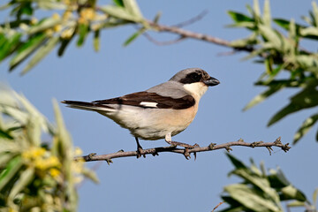 Schwarzstirnwürger // Lesser grey shrike (Lanius minor) - Donaudelta, Rumänien