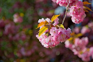 Pink Cherry blossom in spring

