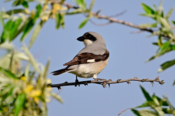 Schwarzstirnwürger // Lesser grey shrike (Lanius minor) - Donaudelta, Rumänien