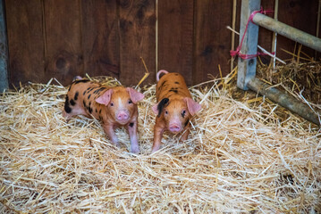 Piglets on the farm